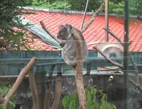 台北市立動物園無尾熊館の写真・動画_image_525584