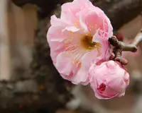 茶庵の写真・動画_image_354412