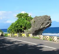 紅番石の写真・動画_image_538536