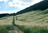 仙石原すすき草原