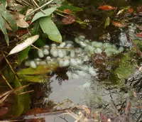 きのねざか手打そばの写真・動画_image_124970