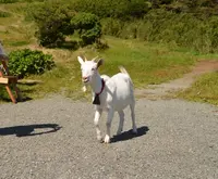 芦ノ湖スカイラインの写真・動画_image_181612