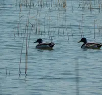高島市新旭水鳥観察センターの写真・動画_image_133955