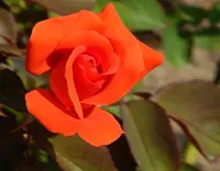 神戸市立須磨離宮公園の写真・動画_image_308775