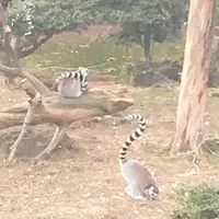 伊豆シャボテン動物公園の写真・動画_image_342831
