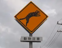 西表島の写真・動画_image_35812