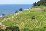 白米の千枚田