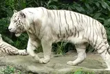 シンガポール動物園