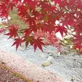 青井岳自然公園の写真_877320