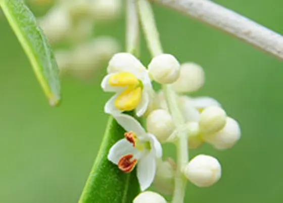 初夏には花が