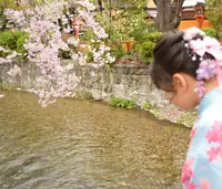 祇園白川の写真・動画_image_423316
