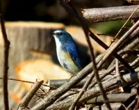 上野原市の写真・動画_image_54181