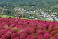 ひるがの高原コキアパークの写真・動画_image_662435
