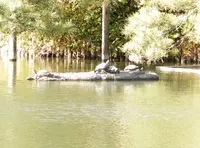 六義園の写真・動画_image_50819