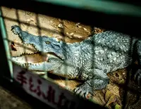 草津熱帯圏の写真・動画_image_26596