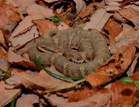 上野原市の写真・動画_image_54185