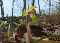 きのねざか手打そばの写真・動画_image_124967