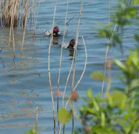 高島市新旭水鳥観察センターの写真・動画_image_74812