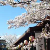 宇治公園(塔の島)の写真・動画_image_354701