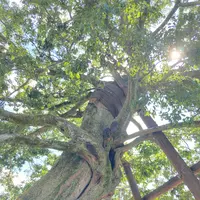 今井町の町並みの写真・動画_image_372565