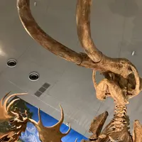 福井県立恐竜博物館の写真・動画_image_543239