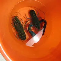 心宿休閒農場の写真・動画_image_649369