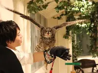 フクロウのお庭の写真・動画_image_212196