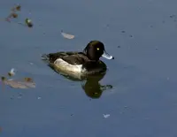 大野貯水池の写真・動画_image_158903