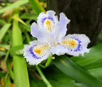 いつも花が咲いているの写真・動画_image_189089