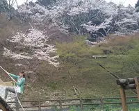 丸山公園の写真・動画_image_176947