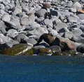 ルシャ湾の写真_214635