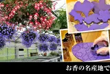 パルシェ香りの館 香りの湯