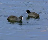 大野貯水池の写真・動画_image_54182