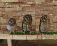 フクロウカフェ LUCKYOWLの写真・動画_image_74727