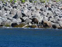 ルシャ湾の写真・動画_image_410672