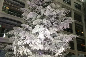 東京の大きなクリスマスツリーを見に行く