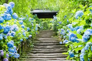 【神奈川】北鎌倉のあじさい巡り