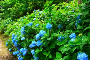 梅雨シーズンだから楽しめるあじさい公園