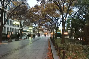 中之島のイルミネーション点灯！！OSAKA光 のルネサンス2016！！