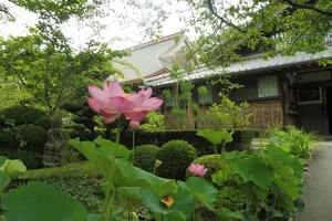 浜松市で歴史ウォーク、井伊直虎ゆかりの地へGO！