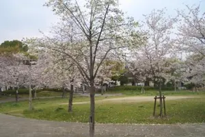 大阪の春を探しに行こう