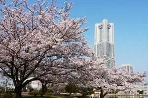 横浜 みなとみらい基点 桜お花見・散策スポット15巡り & テイクアウト店