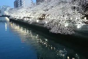 【夜の巷を徘徊する】マツコ、お花見をする