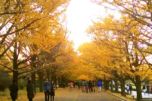 秋におすすめ。紅葉狩りならここで決まり！
