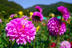 秋に開園　2つのダリヤ園を観賞してみましょう