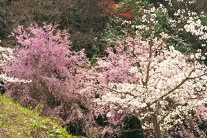 いろんな桜の品種がある桜華園と1000匹のこいのぼりと桜を観賞