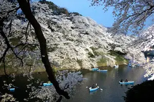 東京も桜が開花！　美しい桜のお薦めスポットをいっぱいまとめました。