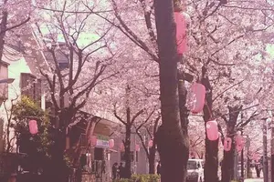 桜並木通りで美味しいお店をめぐるお散歩デート♡（西小山）