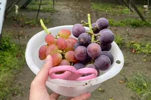 ぶどう狩りをしたい！🍇