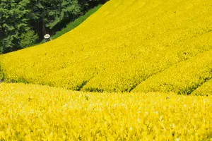 ハツひとり旅〈静岡絶景旅〉